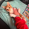 cat, kitten, orange_cat, white_cat, pet, animal, feline, wide_eyed, portrait, being_held, human_hand, red_clothing, cuddling, bed, blanket, laundry_basket, magazine, indoors, cute, closeup