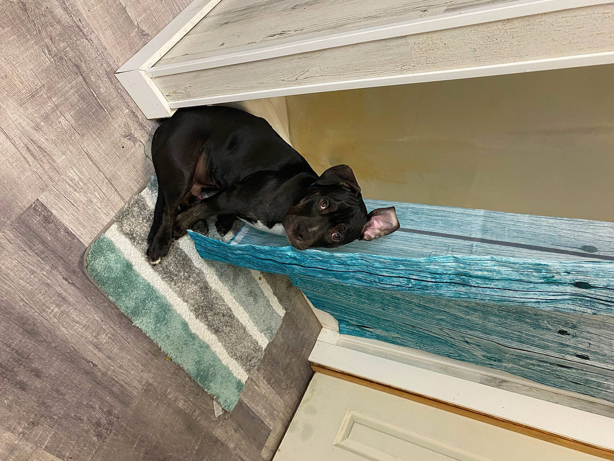 Sama is registered to the contest to win money with this photo: canidae, carnivore, comfort, companion_dog, composite_material, dog, dog_breed, dog_supply, door_mat, floor, flooring, grey, hardwood, liver, pattern, rectangle, sporting_group, tail, wood, working_animal