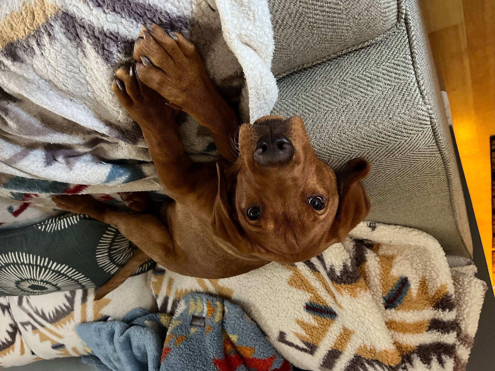 Rusty is registered to the contest to win money with this photo: ball, canidae, carnivore, companion_dog, dog, dog_breed, fawn, felidae, fur, hat, liver, pattern, small_to_medium_sized_cats, snout, sporting_group, textile, whiskers, wildlife, wood, working_animal