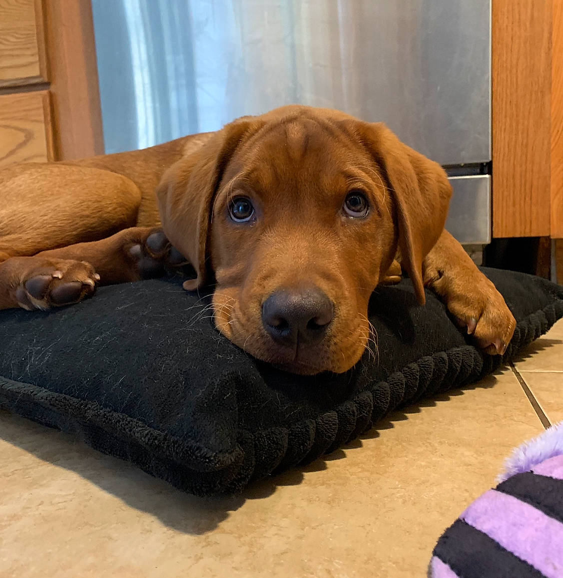 Rusty is registered to the contest to win money with this photo: canidae, carnivore, comfort, companion_dog, dog, dog_breed, dog_collar, dog_supply, fawn, flooring, fur, hardwood, liver, pet_supply, snout, sporting_group, varnish, window, wood, working_animal