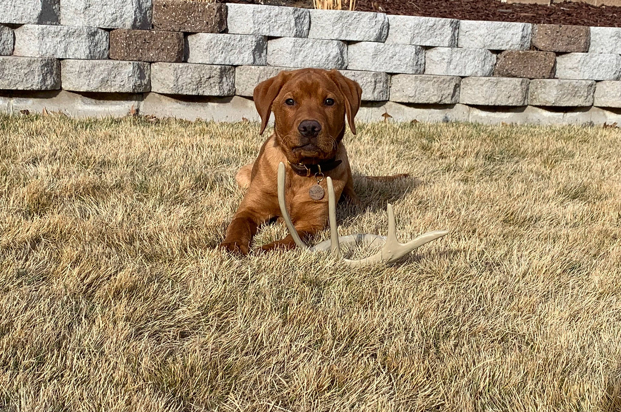 Rusty joined the competition — help win amazing prizes! carnivore, companion_dog, dog, dog_breed, dog_collar, dog_supply, fawn, flagstone, flooring, grass, gun_dog, hound, liver, soil, sporting_group, terrestrial_animal, whiskers, wood, working_animal, working_dog