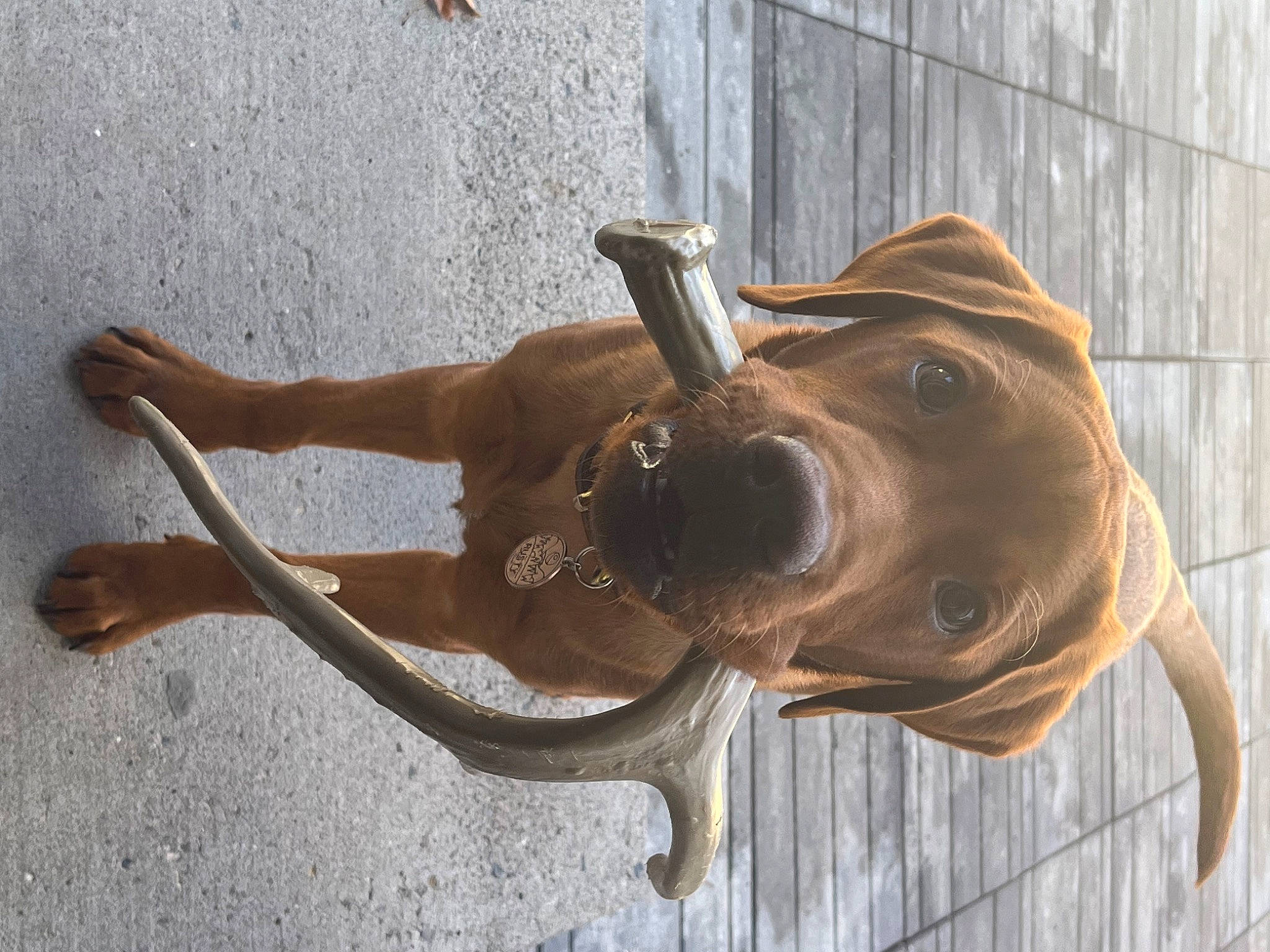 Rusty joined the competition — help win amazing prizes! art, bronze_sculpture, canidae, carnivore, collar, companion_dog, dog, dog_breed, dog_collar, fawn, liver, metal, pet_supply, sculpture, snout, sporting_group, tail, terrestrial_animal, wood, working_animal