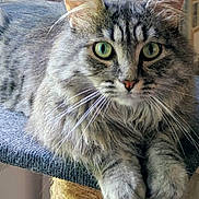 Zara a rejoint le concours — aidez-le/la à gagner de superbes lots ! cat, tabby, fluffy, green_eyes, cat_tree, carpeted, indoor, window, curtains, patterned, furniture, pet, whiskers, ears, paws, relaxed, looking, animal, domestic, cozy