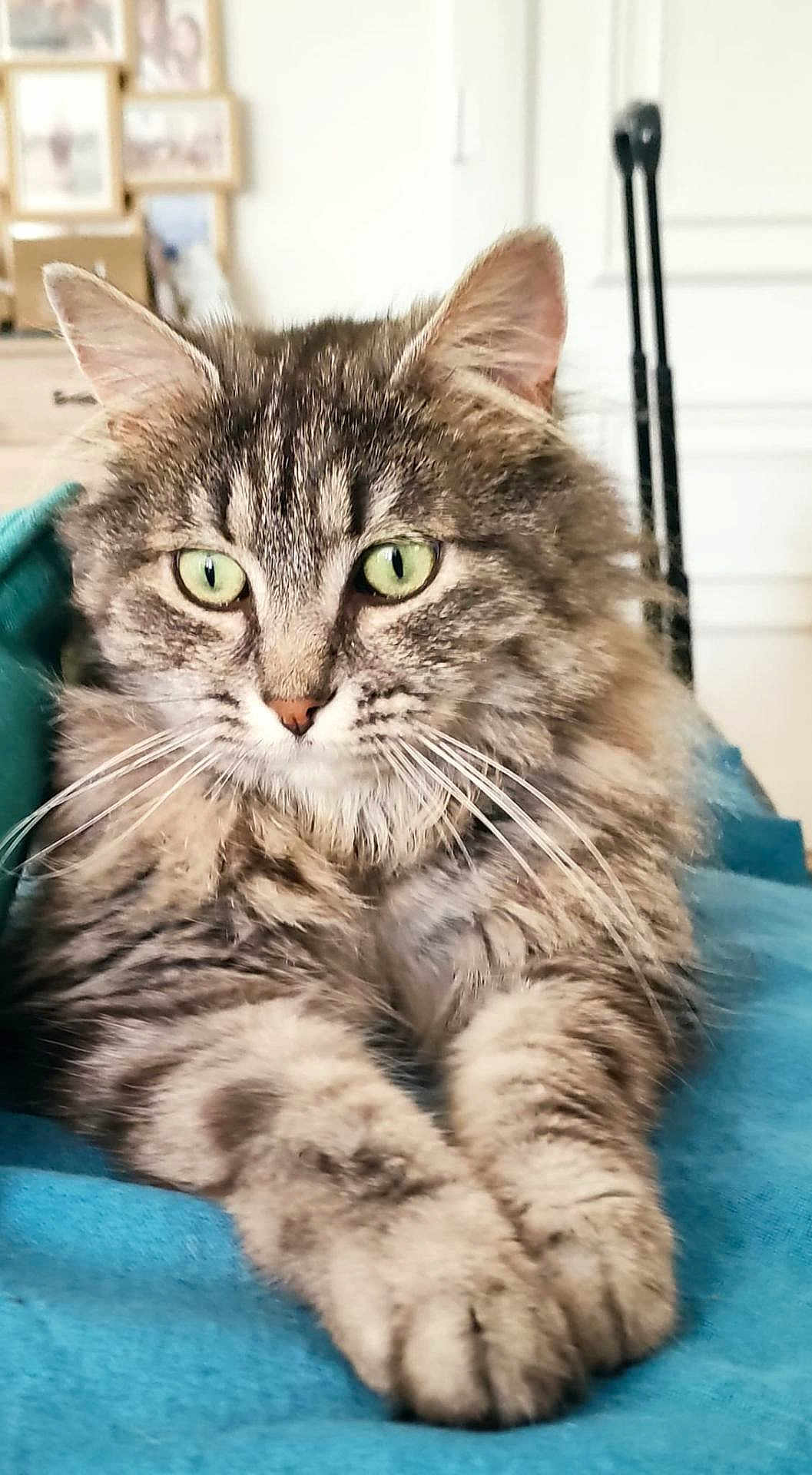 Zara participe au concours pour gagner de l'argent avec cette photo : cat, tabby, fluffy, green_eyes, whiskers, paws, resting, indoor, blanket, feline, pet, cute, fur, closeup, portrait, relaxed, mammal, animal, domestic_cat, cozy