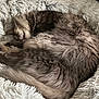 cat, sleeping, fluffy, gray, cozy, blanket, fur, pet, cute, resting, domestic_animal, animal, soft, curled_up, indoor, relaxed, snug, whiskers, tongue, comfort