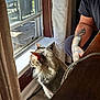 cat, indoor, window, sunlight, curtain, tattoo, person, furniture, wood_floor, pet, domestic_animal, looking_outside, daylight, cozy, relaxing, animal, human, arm, beard, curious