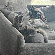 Junior is registered to the contest to win money with this photo: cat, gray_cat, tabby, fluffy, couch, pillows, blanket, window, blinds, indoor, relaxing, pet, furniture, cozy, living_room, fur, resting, home, domestic_animal, comfort