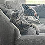 cat, gray_cat, tabby, fluffy, couch, pillows, blanket, window, blinds, indoor, relaxing, pet, furniture, cozy, living_room, fur, resting, home, domestic_animal, comfort