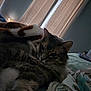 cat, indoor, bed, blanket, curtains, furniture, relaxed, sleepy, animal, pet, cozy, soft_light, tablet, patterned_blanket, brown, gray, striped, closeup, resting, home
