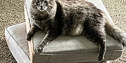 Junior is registered to the contest to win money with this photo: cat, gray_cat, fluffy_cat, pet, animal, indoor, cushions, stacked_cushions, carpet, floor, furniture, relaxed, looking_at_camera, wide_eyes, home, cozy, resting, domestic_cat, cute, fur