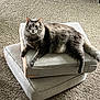 cat, gray_cat, fluffy_cat, pet, animal, indoor, cushions, stacked_cushions, carpet, floor, furniture, relaxed, looking_at_camera, wide_eyes, home, cozy, resting, domestic_cat, cute, fur