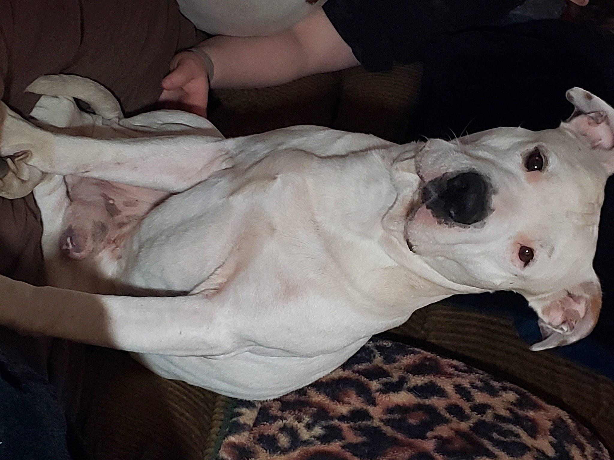 Sir Boreguard Mccloud is registered to the contest to win money with this photo: canidae, carnivore, comfort, companion_dog, couch, dog, dog_breed, fawn, felidae, fur, guard_dog, non_sporting_group, snout, sporting_group, tail, terrestrial_animal, toy_dog, whiskers, working_animal, wrist