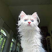 Zima joined the competition — help win amazing prizes! cat, white_cat, blue_eyes, fluffy, indoor, pet, feline, curious, portrait, window_light, whiskers, ears, animal, cute, domestic_cat, long_hair, looking_up, house_interior, sunlight, soft_fur