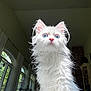 cat, white_cat, blue_eyes, fluffy, indoor, pet, feline, curious, portrait, window_light, whiskers, ears, animal, cute, domestic_cat, long_hair, looking_up, house_interior, sunlight, soft_fur