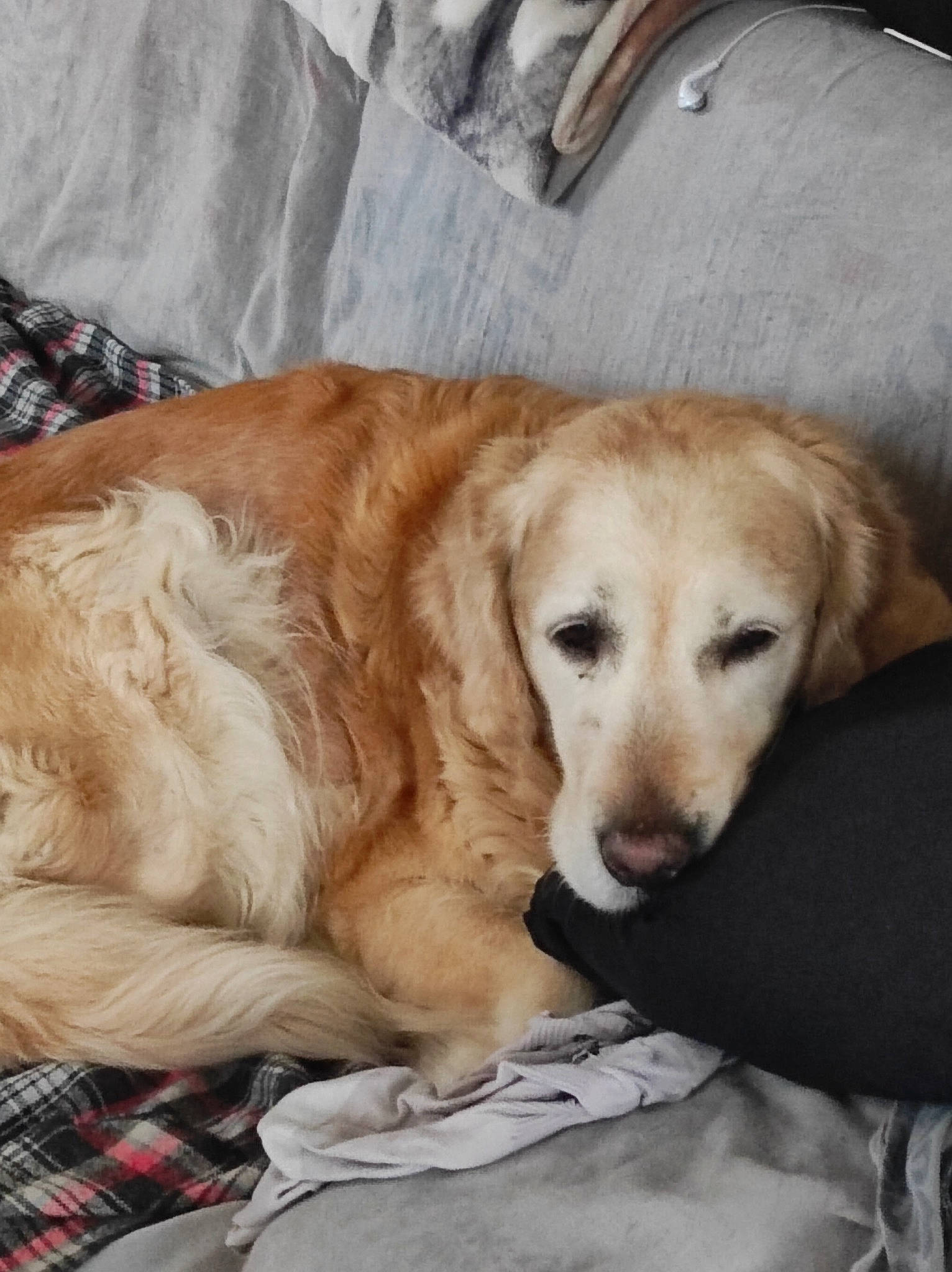 Lady a rejoint le concours — aidez-le/la à gagner de superbes lots ! bored, canidae, carnivore, comfort, companion_dog, dog, dog_breed, fawn, fur, golden_retriever, gun_dog, labrador_retriever, natural_material, paw, puppy, retriever, sporting_group, whiskers, working_animal