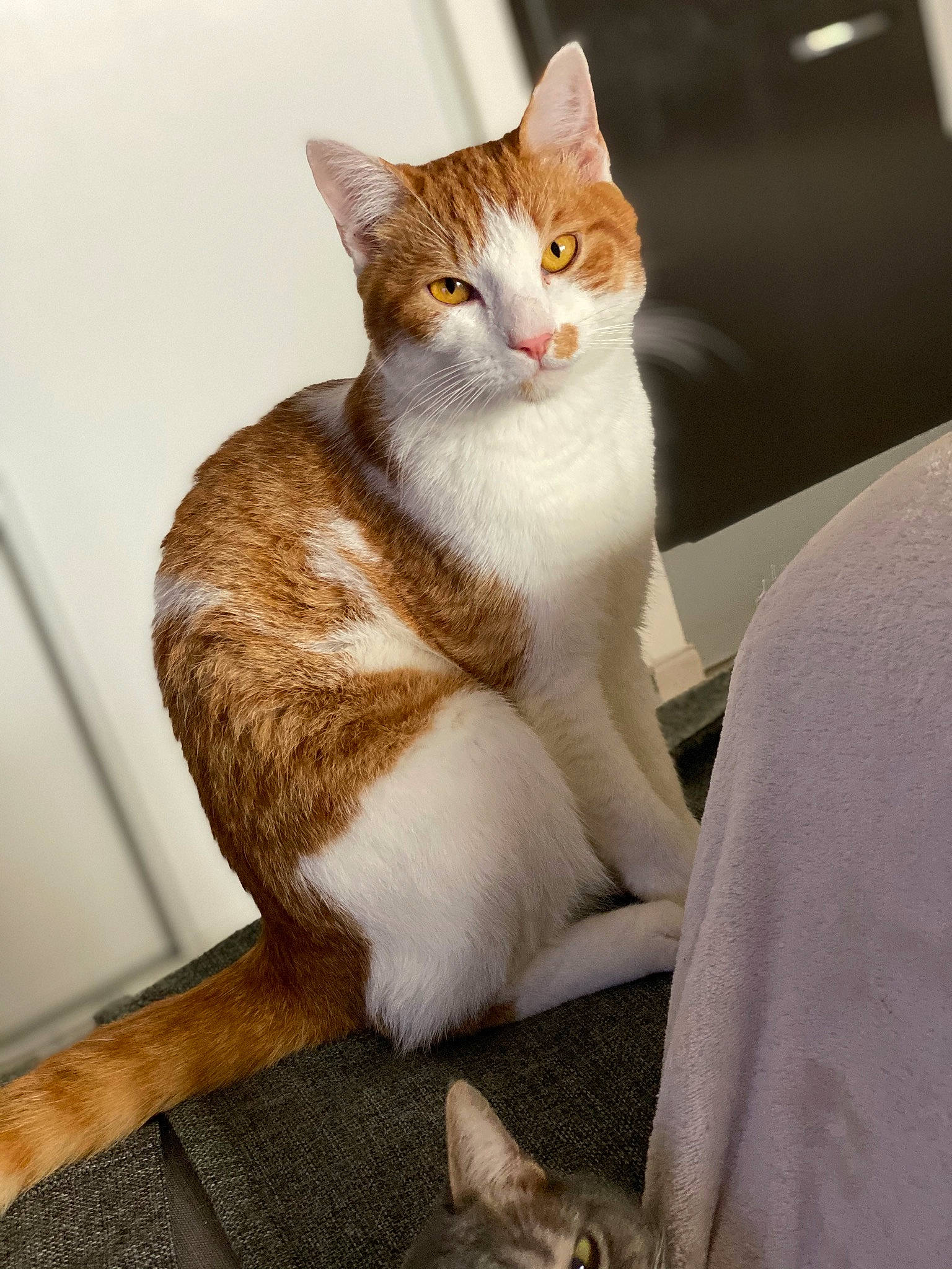 Ange participe au concours pour gagner de l'argent avec cette photo : aegean_cat, american_wirehair, asian, carnivore, cat, domestic_short_haired_cat, european_shorthair, fawn, felidae, fur, kitten, mammal, paw, sitting, small_to_medium_sized_cats, tabby_cat, tail, whiskers