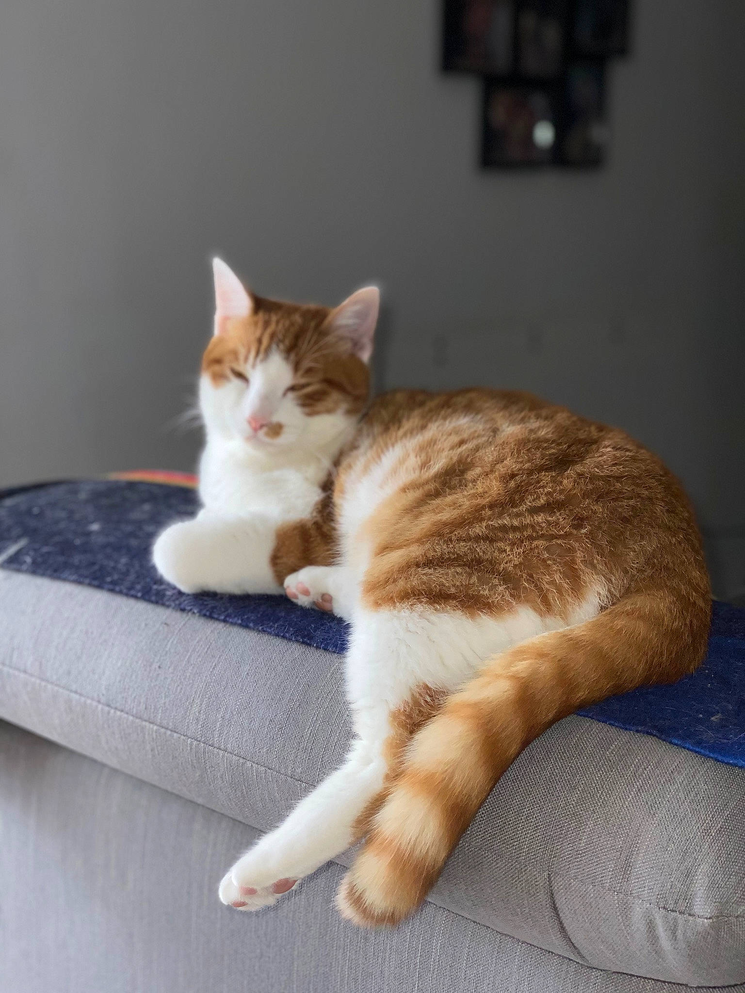 Ange participe au concours pour gagner de l'argent avec cette photo : aegean_cat, american_wirehair, carnivore, cat, domestic_short_haired_cat, european_shorthair, fawn, felidae, fur, kitten, paw, polydactyl_cat, small_to_medium_sized_cats, tabby_cat, tail, whiskers