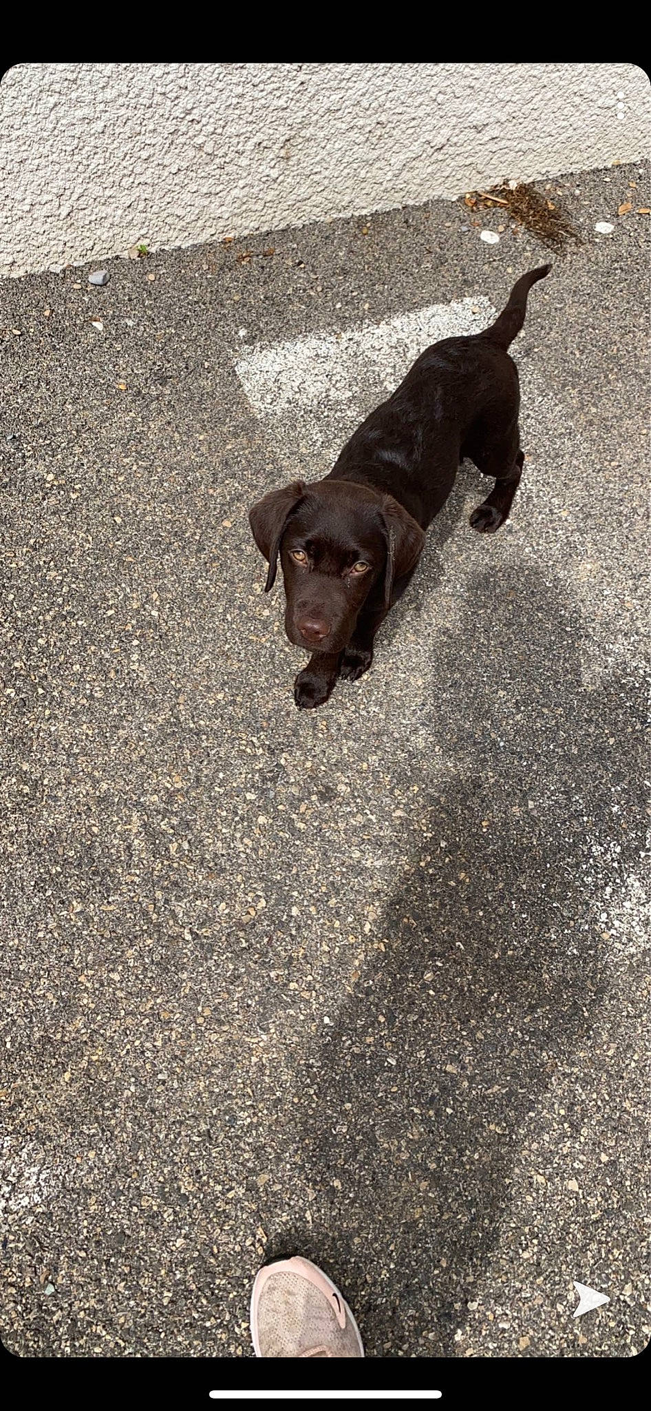 Romulus a rejoint le concours — aidez-le/la à gagner de superbes lots ! beagador, canidae, carnivore, dog, dog_breed, floor, hunting_dog, labrador_retriever, liver, sporting_group, tail