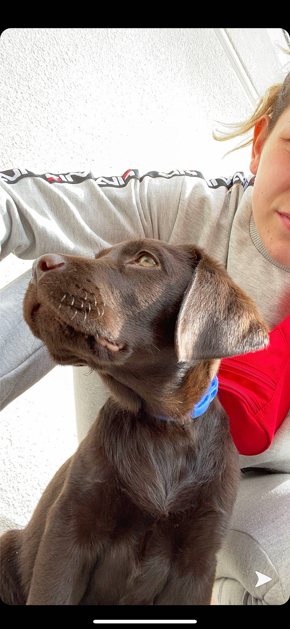 Romulus participe au concours pour gagner de l'argent avec cette photo : canidae, carnivore, chesapeake_bay_retriever, companion_dog, dog, dog_breed, ear, fawn, german_shorthaired_pointer, labrador_retriever, liver, mammal, pointing_breed, retriever, snout, sporting_group, vertebrate, weimaraner