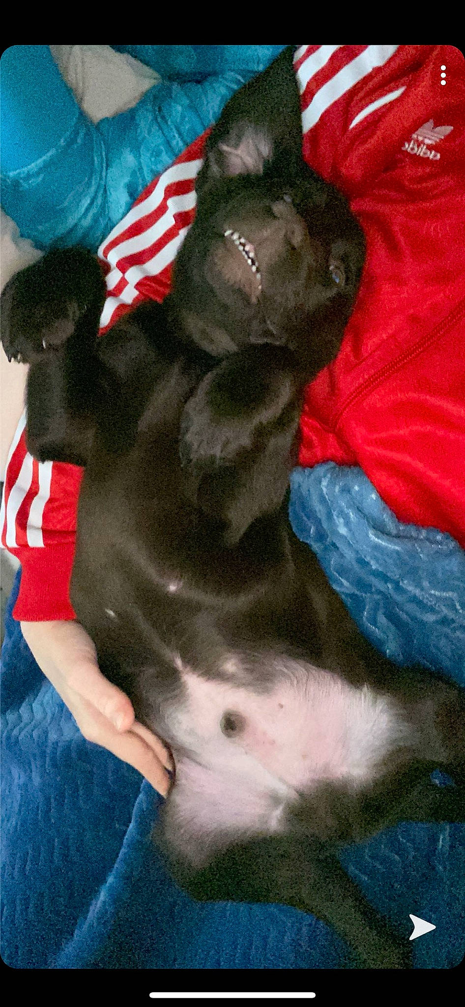 Romulus a rejoint le concours — aidez-le/la à gagner de superbes lots ! american_pit_bull_terrier, canidae, carnivore, dog, dog_breed, fawn, french_bulldog, non_sporting_group, puppy