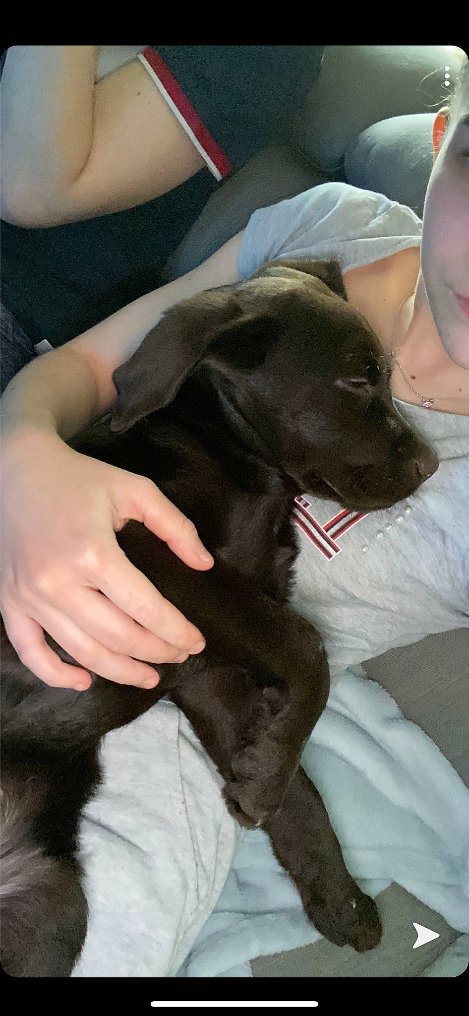 Romulus a rejoint le concours — aidez-le/la à gagner de superbes lots ! canidae, carnivore, dog, dog_breed, ear, fawn, guard_dog, hand, patterdale_terrier, puppy, sporting_group