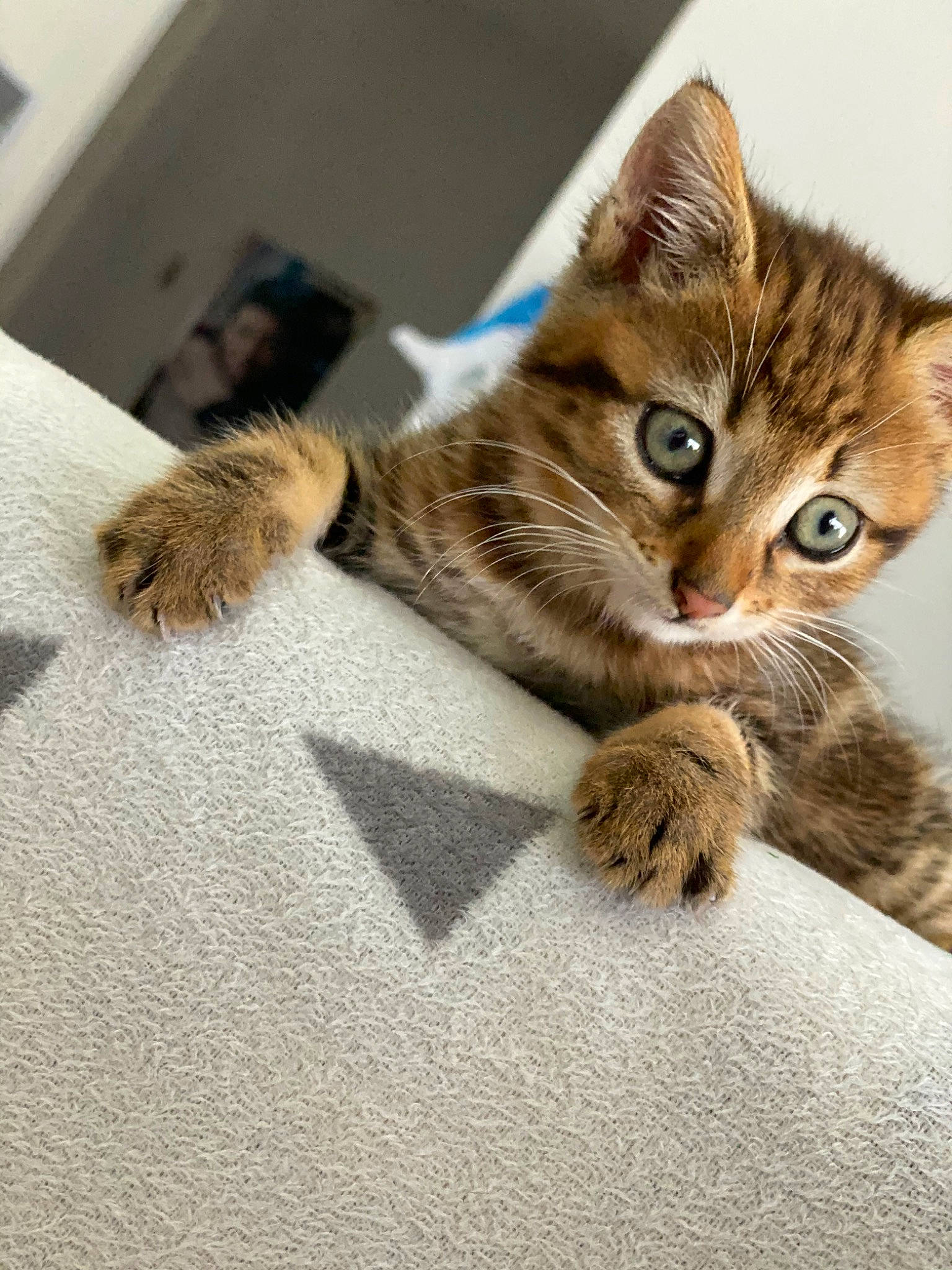 Oscar participe au concours pour gagner de l'argent avec cette photo : asian, bengal, carnivore, cat, claw, domestic_short_haired_cat, dragon_li, european_shorthair, eye, felidae, fur, kitten, mammal, paw, pixie_bob, skin, small_to_medium_sized_cats, tabby_cat, toyger, whiskers