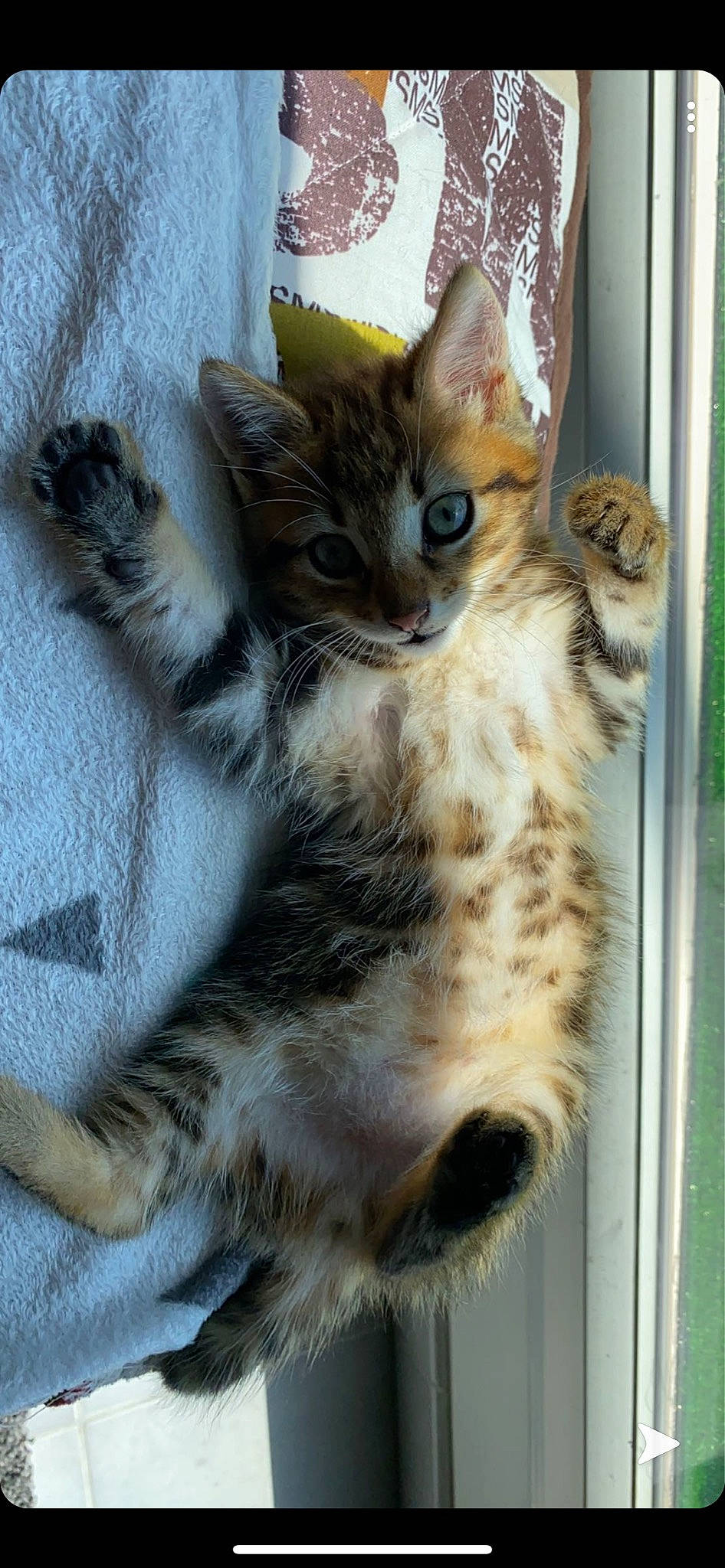 Oscar participe au concours pour gagner de l'argent avec cette photo : american_shorthair, american_wirehair, asian, australian_mist, carnivore, cat, domestic_short_haired_cat, dragon_li, egyptian_mau, european_shorthair, felidae, kitten, mammal, small_to_medium_sized_cats, sokoke, tabby_cat, toyger, vertebrate, whiskers