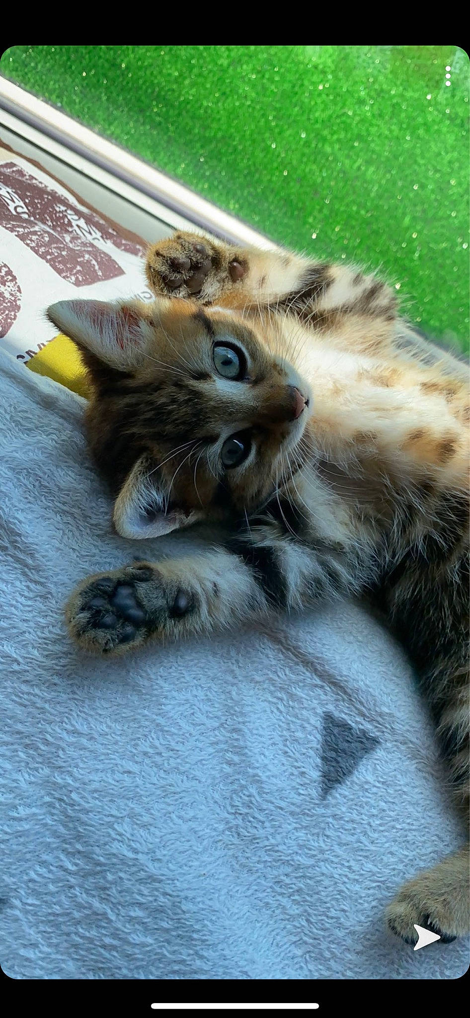 Oscar participe au concours pour gagner de l'argent avec cette photo : american_shorthair, asian, carnivore, cat, claw, domestic_short_haired_cat, dragon_li, european_shorthair, felidae, fur, kitten, maine_coon, mammal, norwegian_forest_cat, paw, pixie_bob, polydactyl_cat, small_to_medium_sized_cats, tabby_cat, whiskers