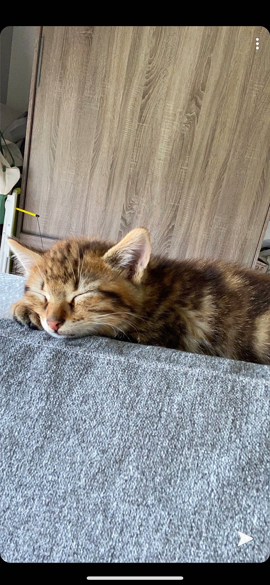 Oscar a rejoint le concours — aidez-le/la à gagner de superbes lots ! aegean_cat, american_shorthair, asian, bengal, carnivore, cat, domestic_short_haired_cat, dragon_li, european_shorthair, fawn, felidae, kitten, mammal, small_to_medium_sized_cats, tabby_cat, tail, toyger, whiskers, wild_cat