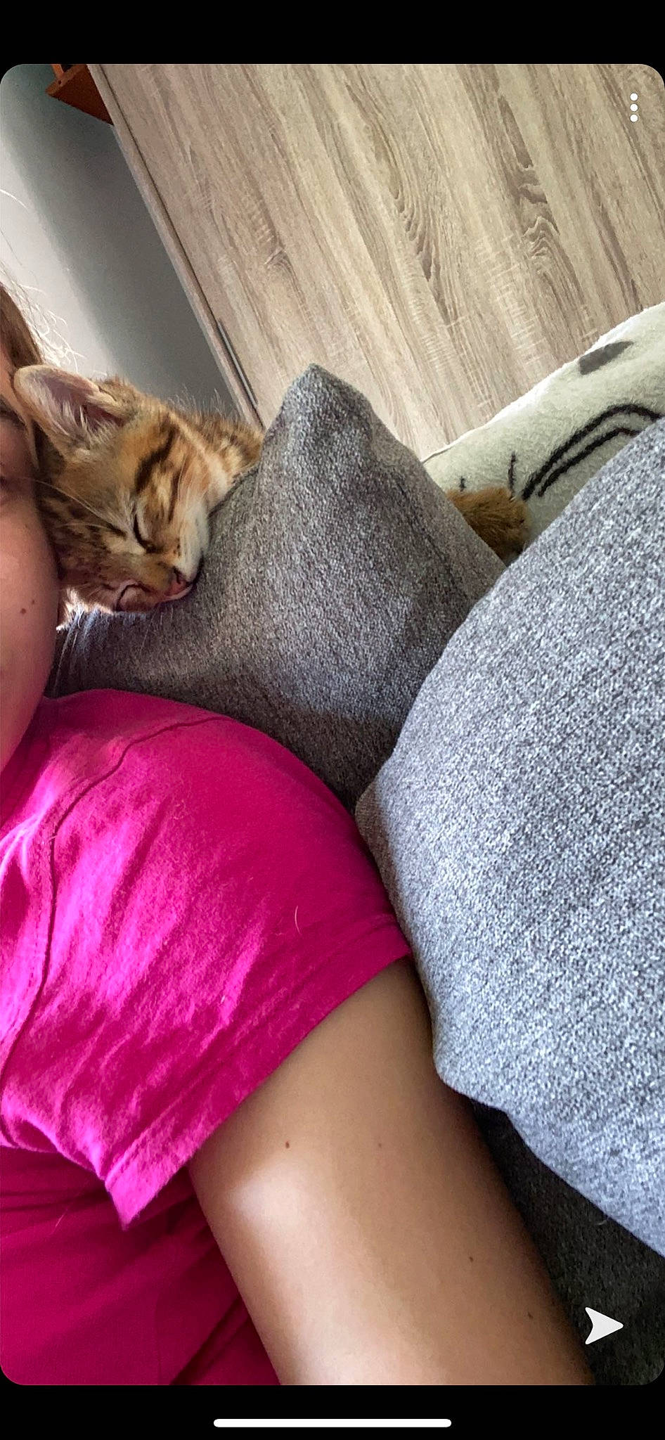 Oscar participe au concours pour gagner de l'argent avec cette photo : arm, cat, comfort, felidae, furniture, leg, linens, nap, pillow, sleep, small_to_medium_sized_cats, textile