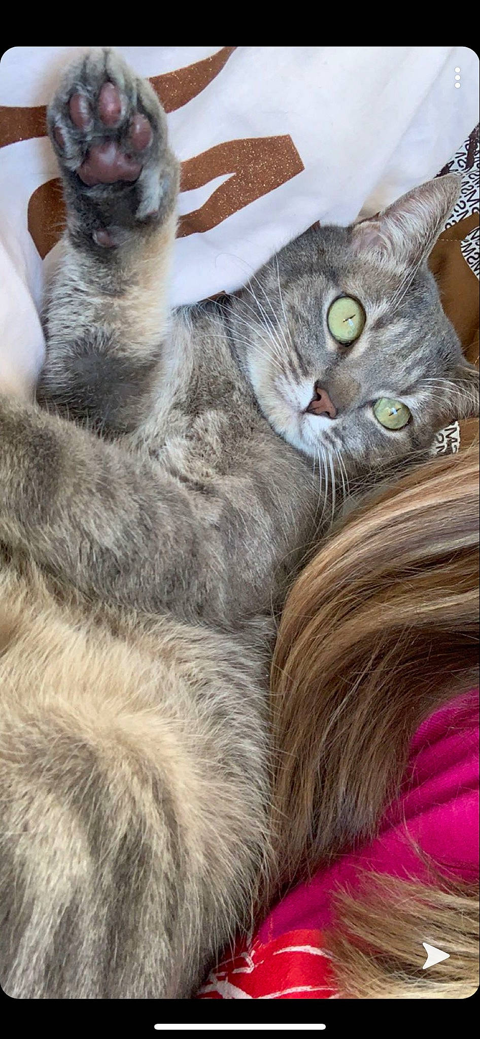 Mimique participe au concours pour gagner de l'argent avec cette photo : american_wirehair, asian, australian_mist, carnivore, cat, claw, domestic_short_haired_cat, european_shorthair, fawn, felidae, fur, kitten, mammal, oriental_longhair, singapura, small_to_medium_sized_cats, snout, tabby_cat, vertebrate, whiskers