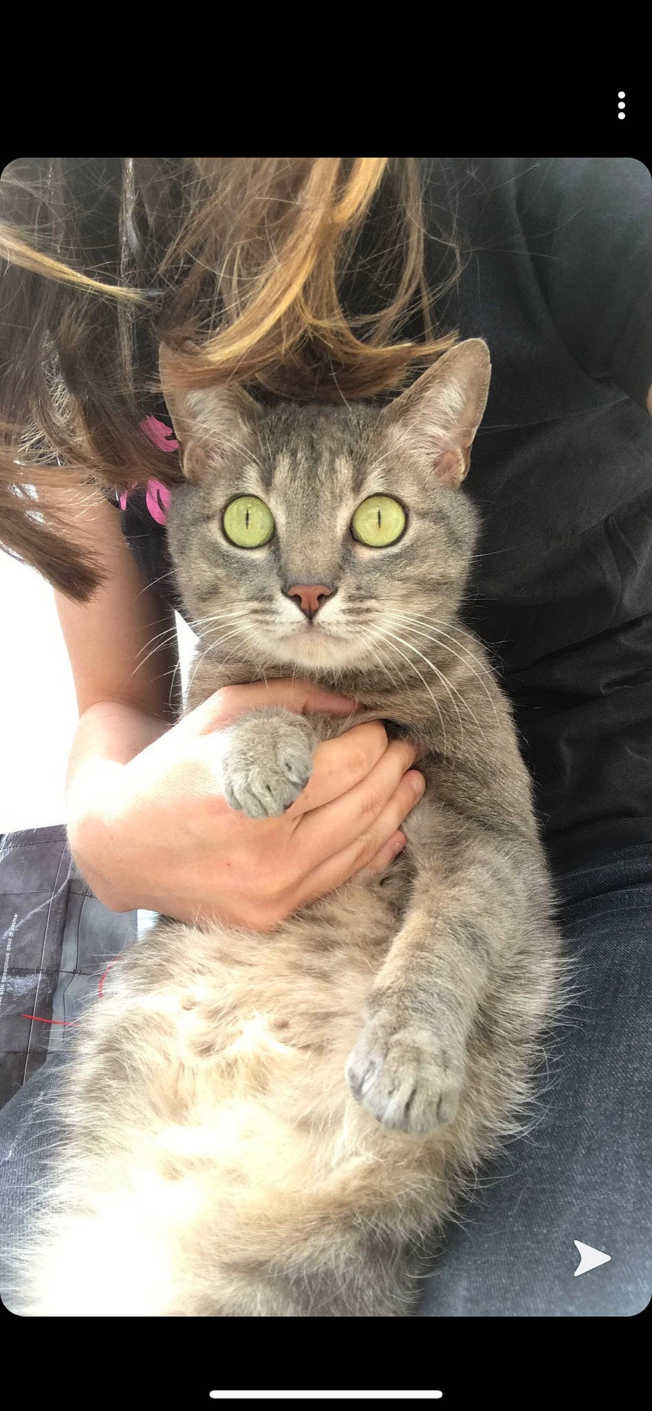 Mimique participe au concours pour gagner de l'argent avec cette photo : asian, british_longhair, british_semi_longhair, carnivore, cat, domestic_long_haired_cat, domestic_short_haired_cat, european_shorthair, felidae, german_rex, kitten, maine_coon, mammal, nebelung, pixie_bob, selkirk_rex, siberian, small_to_medium_sized_cats, vertebrate, whiskers