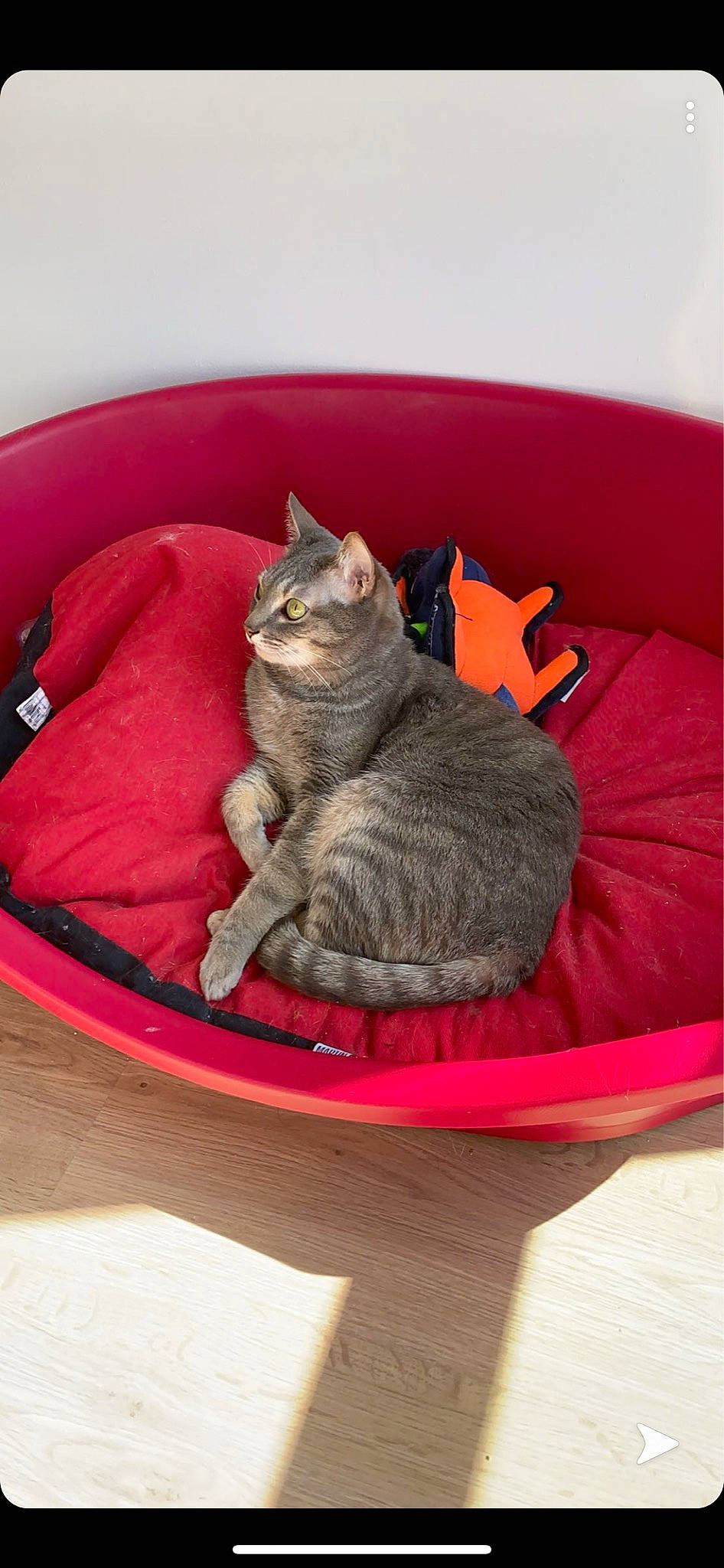 Mimique participe au concours pour gagner de l'argent avec cette photo : asian, carnivore, cat, cat_bed, cat_supply, chartreux, comfort, domestic_short_haired_cat, dragon_li, european_shorthair, felidae, kitten, korat, mammal, russian_blue, small_to_medium_sized_cats, whiskers
