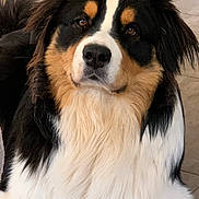 Rio participe au concours pour gagner de l'argent avec cette photo : dog, tricolor, fluffy, pet, canine, indoor, portrait, closeup, fur, animal, brown, black, white, ears, nose, face, cute, friendly, domestic, laying