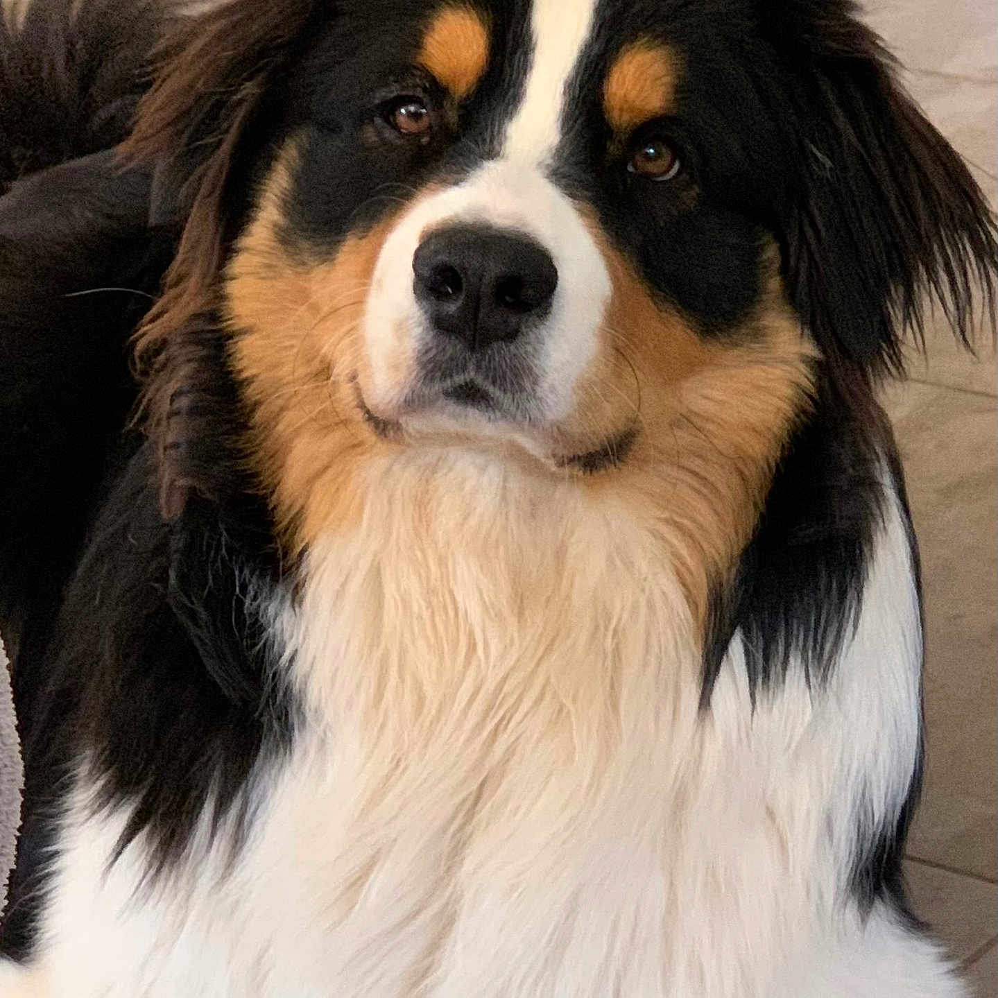 Rio participe au concours pour gagner de l'argent avec cette photo : dog, tricolor, fluffy, pet, canine, indoor, portrait, closeup, fur, animal, brown, black, white, ears, nose, face, cute, friendly, domestic, laying
