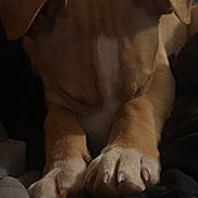 Milo joined the competition — help win amazing prizes! dog, sleeping, paws, brown_coat, white_paws, indoor, blanket, resting, canine, pet, fur, close_up, cozy, animal, mammal, relaxing, cute, domestic_animal, companion, quiet