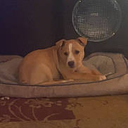 Milo is registered to the contest to win money with this photo: animal, calm, carpet, cozy, cushion, dog, dog_bed, ears, floor, fur, home, indoor, pattern, pet, quiet, relaxing, resting, snout, tan, white