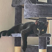 Simba joined the competition — help win amazing prizes! animal, black_cat, cat, cat_tree, cozy, curious, feline, fur, home, indoor, lazy, paw, pet, portrait, relaxing, resting, sitting, soft_texture, whiskers, yellow_eyes