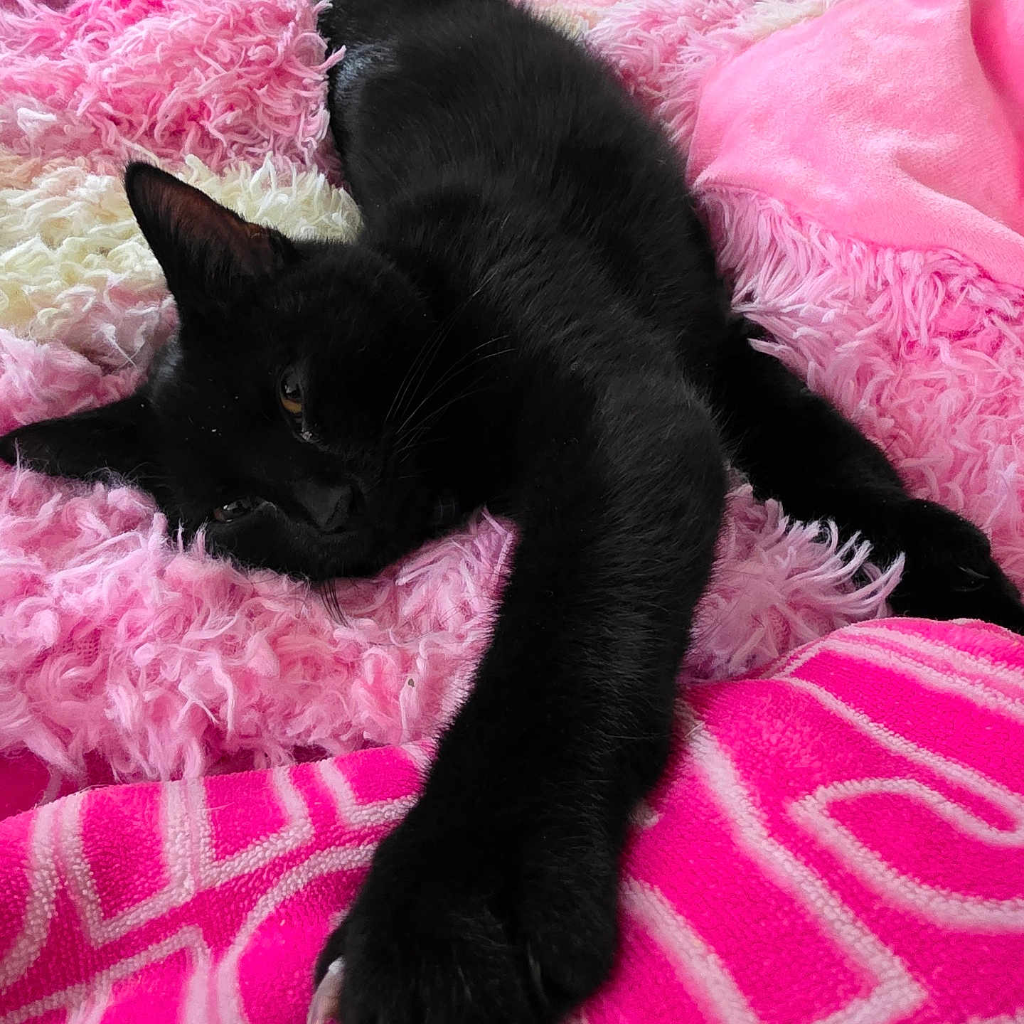 Simba is registered to the contest to win money with this photo: animal, black_cat, cat, close_up, cozy, cute, domestic_animal, feline, fluffy_blanket, fur, indoor, paw, pet, pink_blanket, relaxed, resting, sleepy, soft_texture, stretching, whiskers