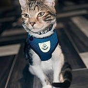 Pablo joined the competition — help win amazing prizes! animal, blue_harness, calm, cat, collar, cute, domestic_cat, feline, flooring, fur_pattern, house_pet, indoor, paws, pet, portrait, sitting, tabby, tail, tile_floor, whiskers