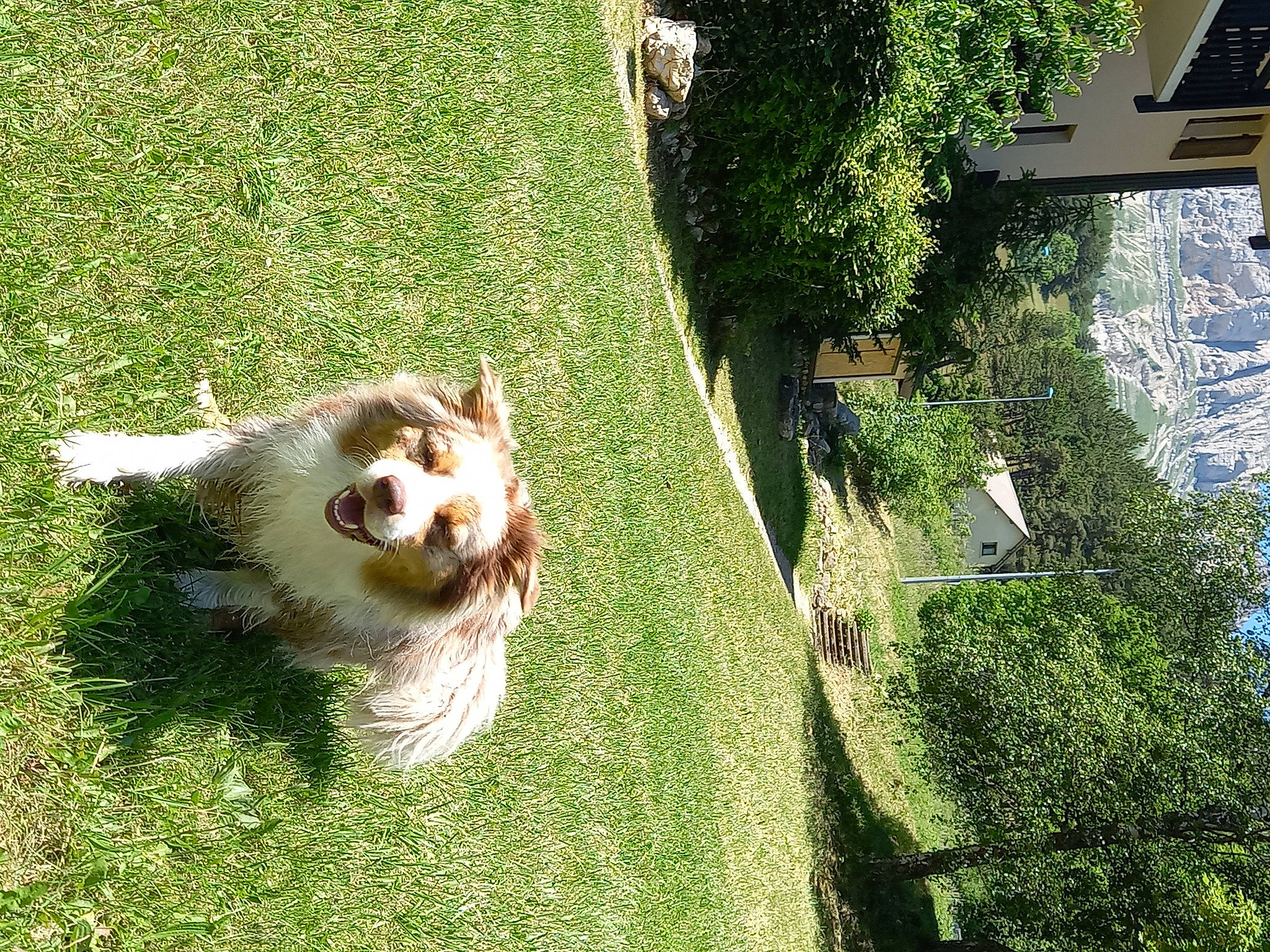 Oslo participe au concours pour gagner de l'argent avec cette photo : canidae, carnivore, collie, companion_dog, dog, dog_breed, fawn, garden, grass, green, herding_dog, house, landscape, lawn, leisure, plant, shetland_sheepdog, shrub, toy_dog, tree