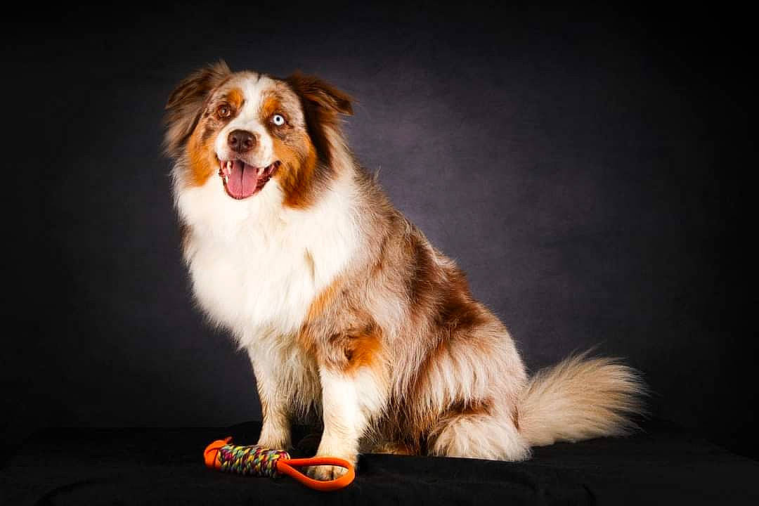 Oslo participe au concours pour gagner de l'argent avec cette photo : ancient_dog_breeds, canidae, carnivore, companion_dog, dog, dog_breed, herding_dog, liver, snout, sporting_group, terrestrial_animal, whiskers, working_dog