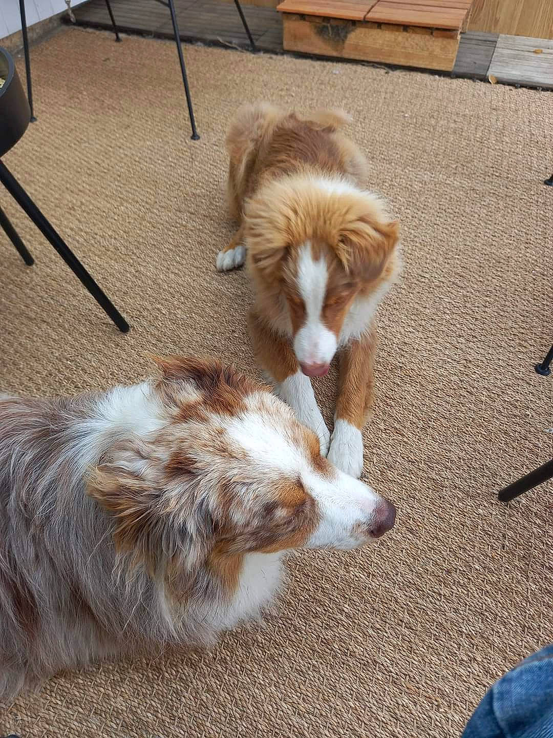 Tresor a rejoint le concours — aidez-le/la à gagner de superbes lots ! australian_shepherd, border_collie, carnivore, chair, companion_dog, dog, dog_breed, fawn, flooring, fur, hardwood, herding_dog, liver, snout, sporting_group, tail, terrestrial_animal, whiskers, working_animal, working_dog