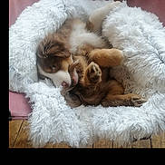 Sanâ participe au concours pour gagner de l'argent avec cette photo : puppy, dog, fluffy, blanket, cozy, fur, brown, white, cute, pet, animal, sleeping, relaxed, indoor, wooden_floor, pink_background, paw, small, young, resting