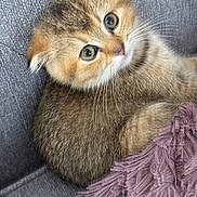 Mimi is registered to the contest to win money with this photo: kitten, cat, pet, animal, feline, fur, whiskers, couch, blanket, purple, gray, soft, cute, curious, young, domestic, indoor, closeup, portrait, cozy