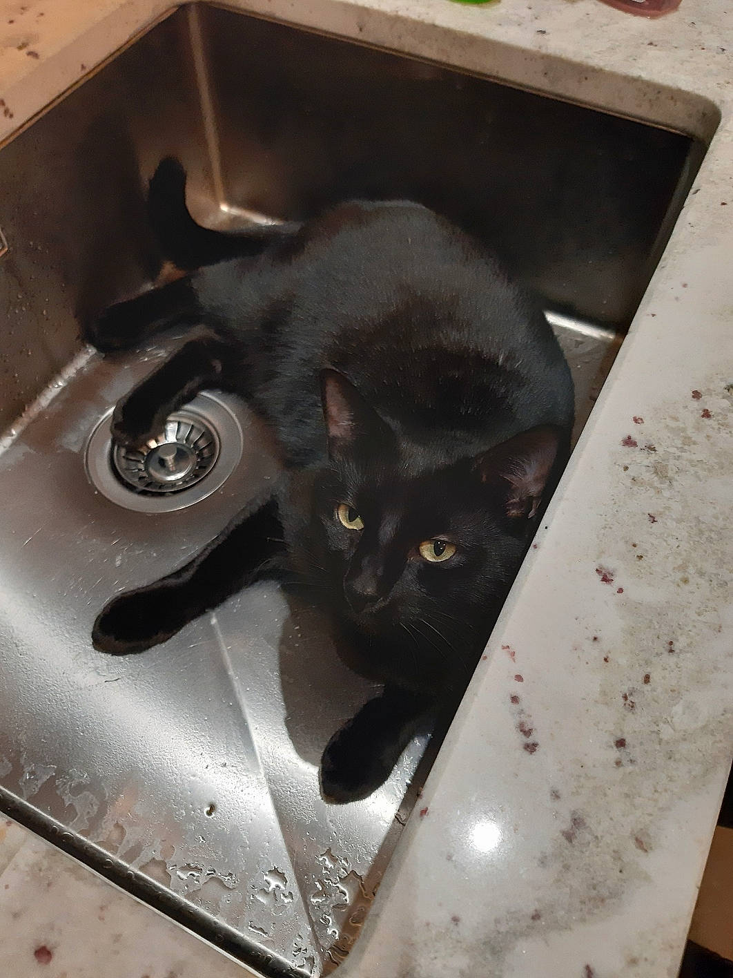 Moky a rejoint le concours — aidez-le/la à gagner de superbes lots ! asian, black_cat, bombay, burmese, carnivore, cat, domestic_short_haired_cat, felidae, korat, plumbing_fixture, sink, small_to_medium_sized_cats, snout, whiskers