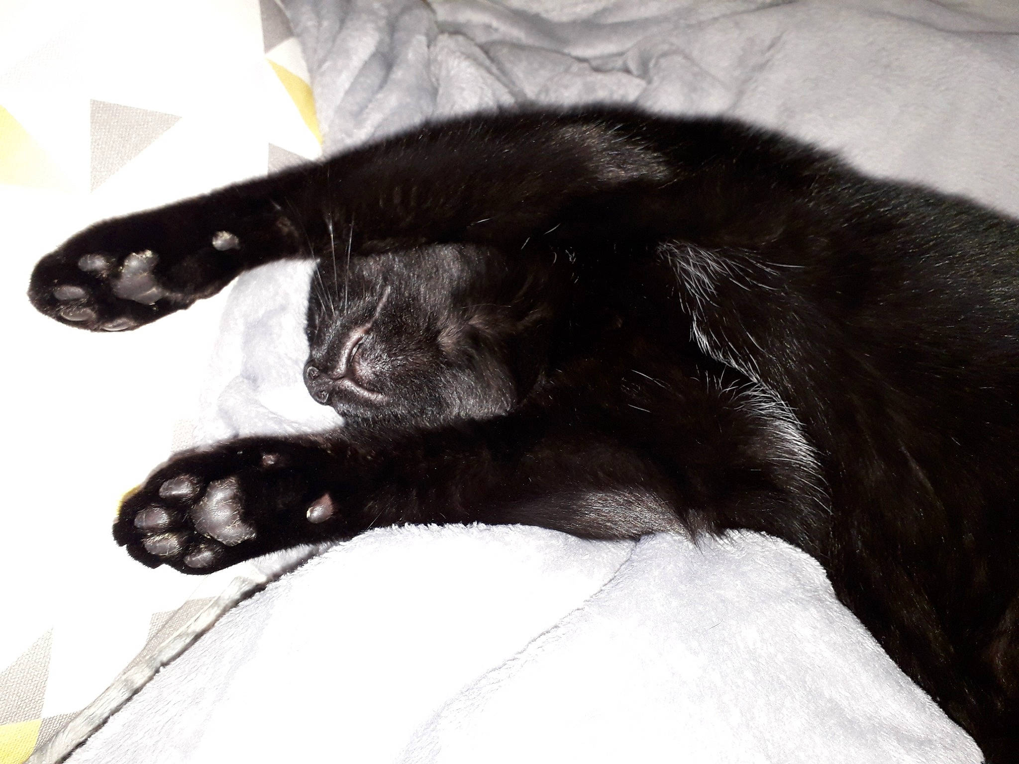 Moky a rejoint le concours — aidez-le/la à gagner de superbes lots ! black, black_and_white, black_cat, carnivore, cat, claw, felidae, finger, fur, hand, paw, small_to_medium_sized_cats, sporting_group, tail, whiskers