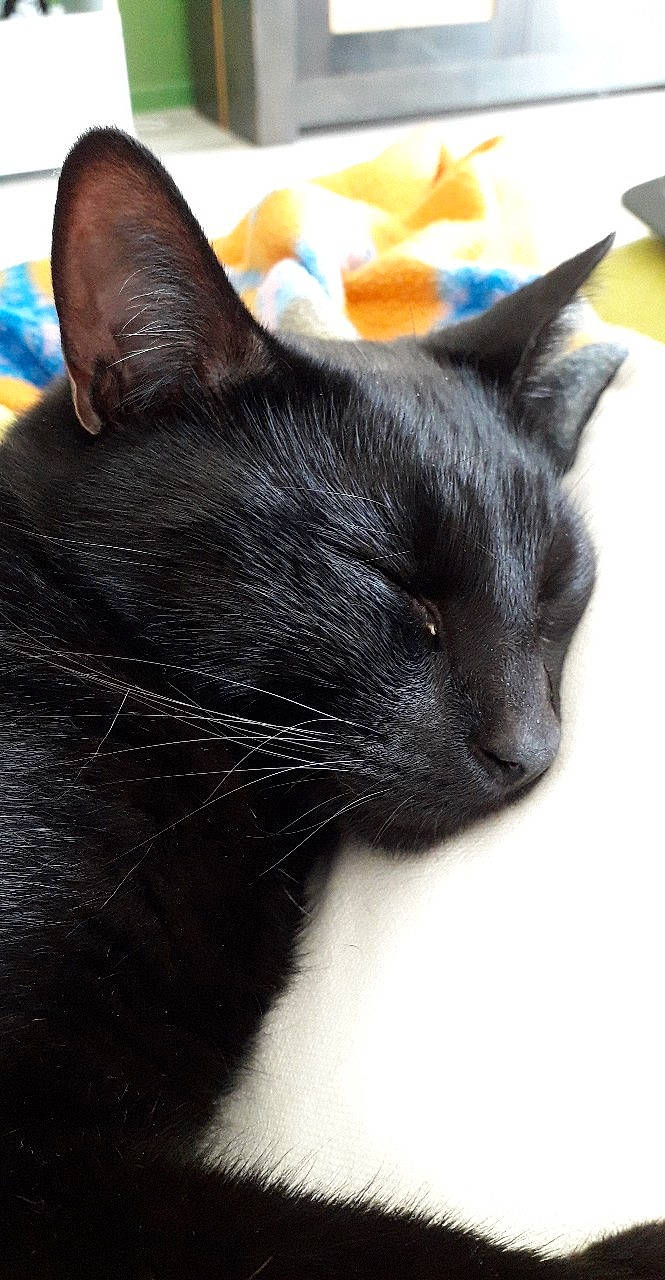 Moky participe au concours pour gagner de l'argent avec cette photo : asian, black, black_cat, bombay, burmese, carnivore, cat, domestic_short_haired_cat, ear, felidae, havana_brown, korat, mammal, small_to_medium_sized_cats, snout, vertebrate, whiskers