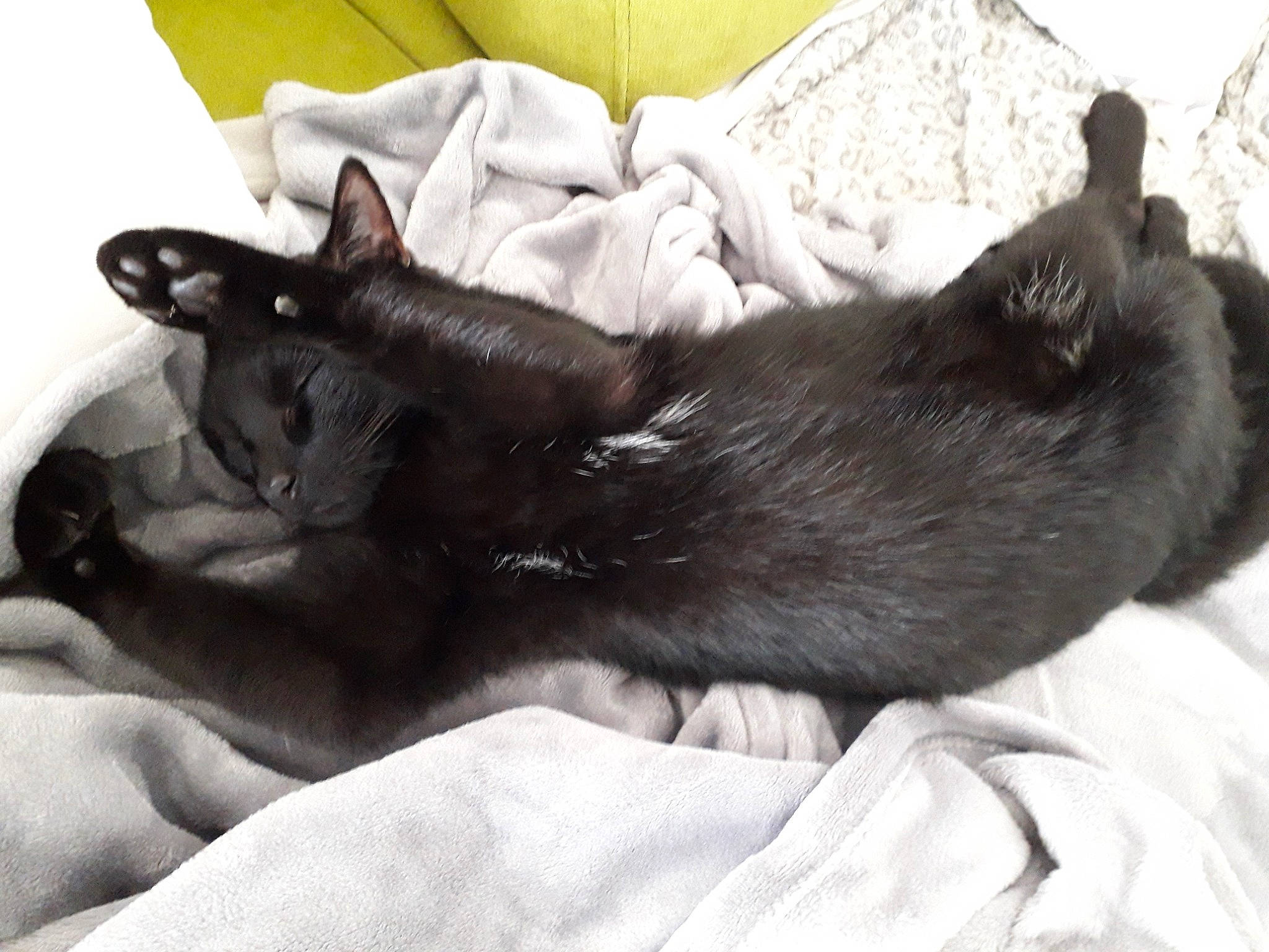 Moky participe au concours pour gagner de l'argent avec cette photo : black_cat, carnivore, cat, ear, fawn, felidae, korat, mammal, nap, small_to_medium_sized_cats, snout, vertebrate, whiskers