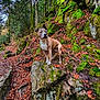 Olympe a rejoint le concours — aidez-le/la à gagner de superbes lots ! animal, autumn_leaves, bark, branch, canine, dog, forest, greenery, hiking, landscape, leaf_litter, moss, nature, outdoor, rock, scenery, trail, tree, walking_path, wildlife